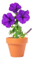 MACETA CON FLORES PETUNIA